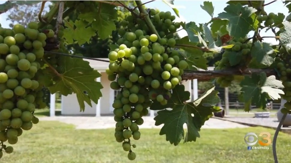 Inn at Grace Winery in Glen Mills–‘A Little Bit of Heaven’