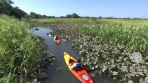 Kayakers spend some time on the water at the John Heinz Wildlife Refuge.