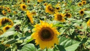 A field of sunflowers at Linvilla Orchards in Media