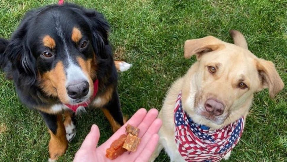 These Local Dog Treat Bakers’ Pet Project Is Healthy, Natural Canine Cookies