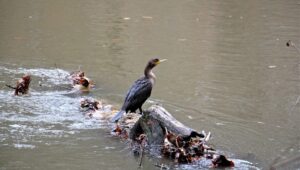 A cormorant perches on a log in the Brandywine Creek in Wilmington.