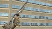A falcon nesting in downtown Harrisburg in flight