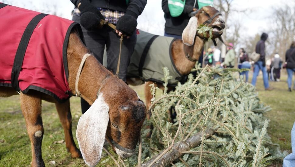 Goats eating Christmas trees