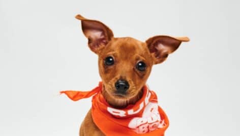 Chaos is one of the shelter dogs from the Providence Animal Center in Media competing in Puppy Bowl XIX