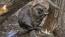 Beavers, once missing from our local landscape, is making a return at the John Heinz Wildlife Refuge and elsewhere