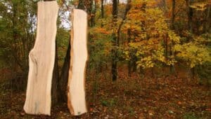 Two pieces of cut lumber in the forest
