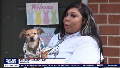 The Boston Terrier Rusteze and Chistina Bolar are reunited again after a year's absence outside Bolar's Sharon Hill home