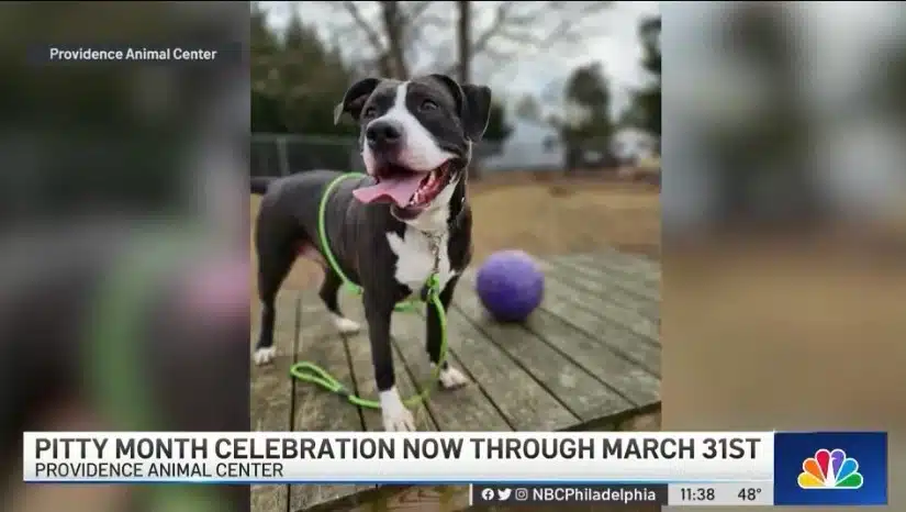 An eager pit bull waiting to play outside
