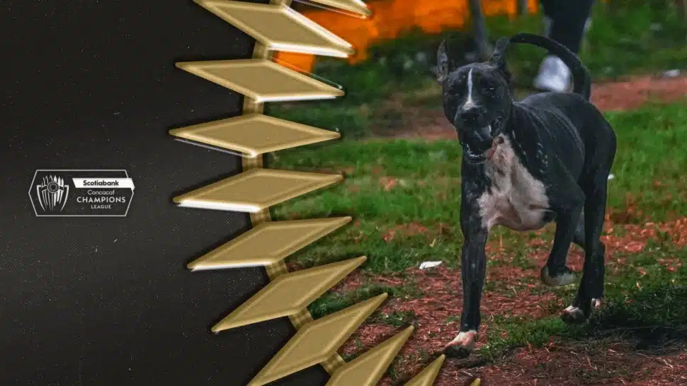 It's his 15 minutes of fame. This unidentified dog ran out on to the field during a Philadelphia Union game in El Salvador and snatched the ball