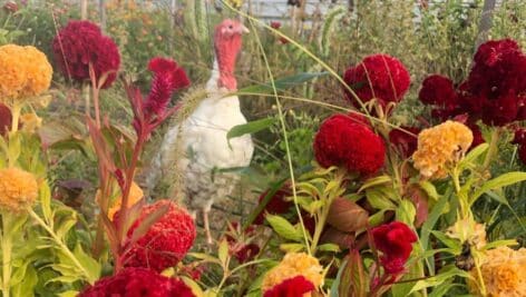 A turkey amid the flowers at Strawflower Farm in Glen Mills