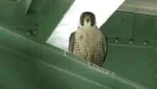 A peregrine falcon perched on an upper beam