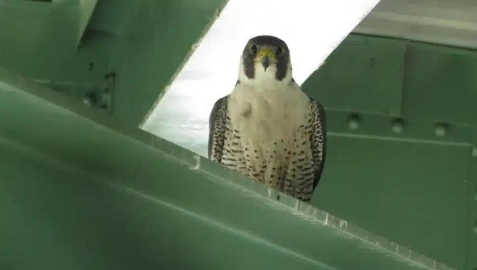 A peregrine falcon perched on an upper beam