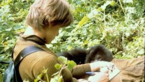 Amy Vedder observes a mountain gorilla in Rwanda.