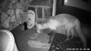 This fox was caught in the act swiping some shoes from a Media Borough home.