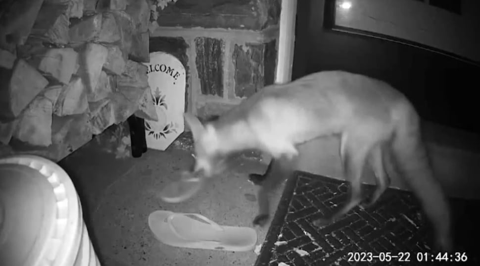 This fox was caught in the act swiping some shoes from a Media Borough home.