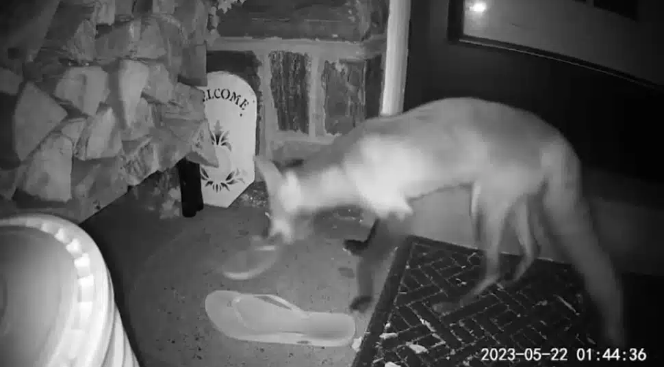 This fox was caught in the act swiping some shoes from a Media Borough home.