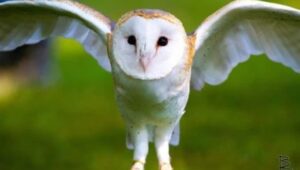 Ollie the Barn Owl. Pottstown.