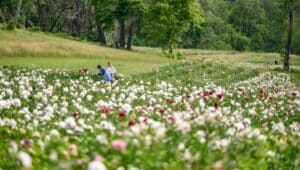 A field of peonies with two women in the distance.