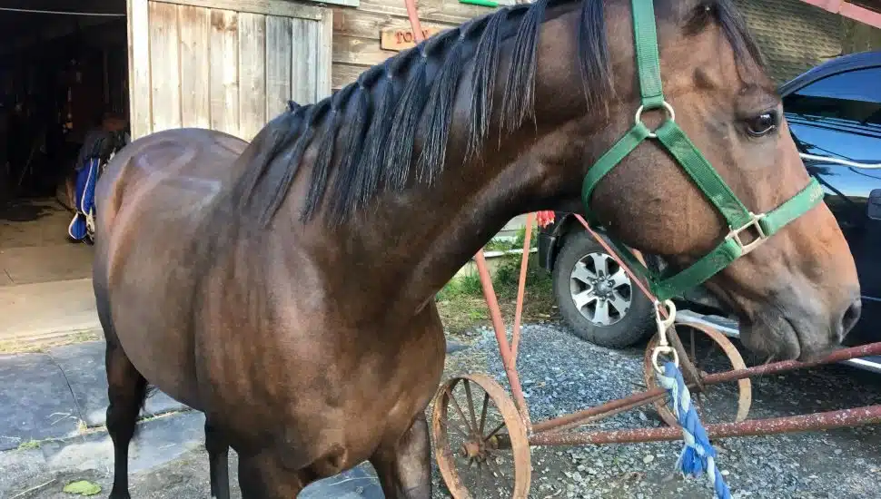 A tied-up horse outside a barn