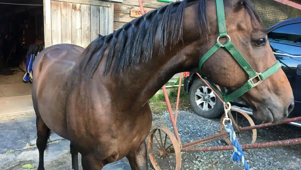 A tied-up horse outside a barn