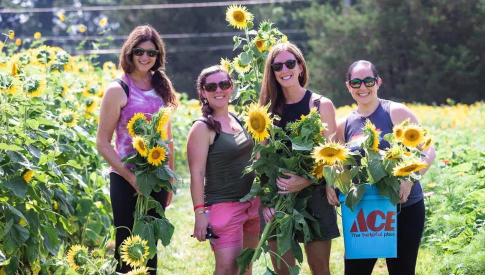 sunflowers and people