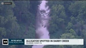 An aerial view of Darby Creek where the alligator was spotted.