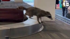 A raccoon showed up in baggage collection at the Philadelphia International Airport.