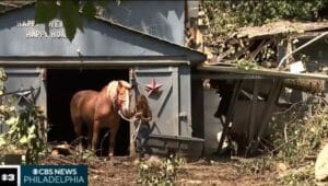 A horse is led out of a barn following severe storm damage at Happy Heart-Happy Home Farm and Rescue animal sanctuary in Glen Mills.