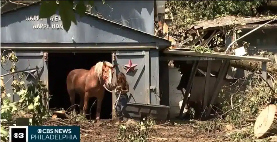 A horse is led out of a barn following severe storm damage at Happy Heart-Happy Home Farm and Rescue animal sanctuary in Glen Mills.