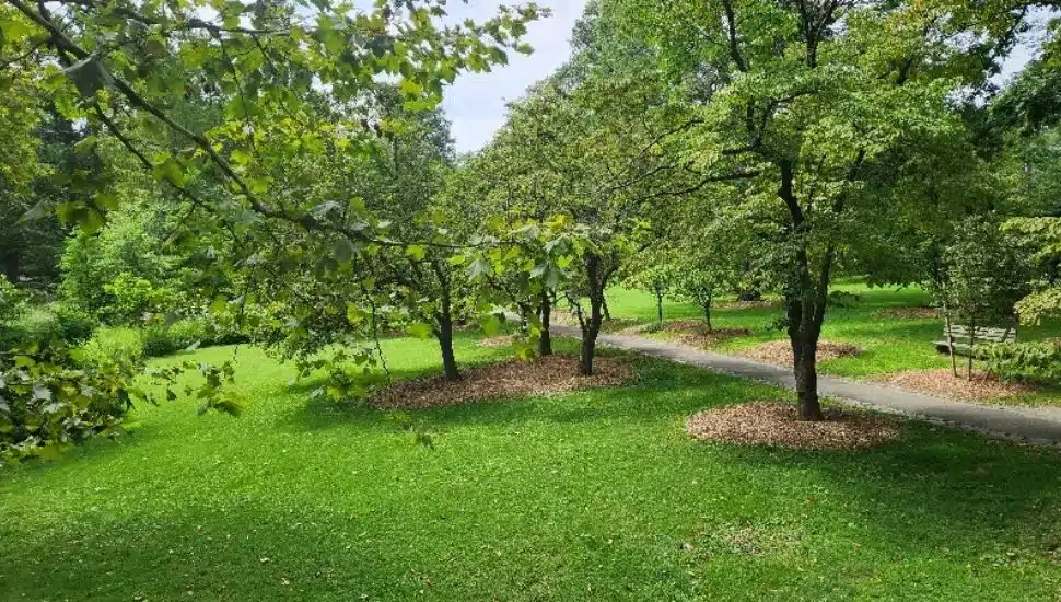 Thanks to a poster, there have been claims of seeing a Bigfoot-like creature in Everhart Park, but it may just be a giggle for residents.