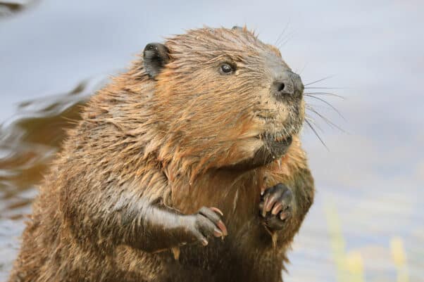 A North American beaver near the water.