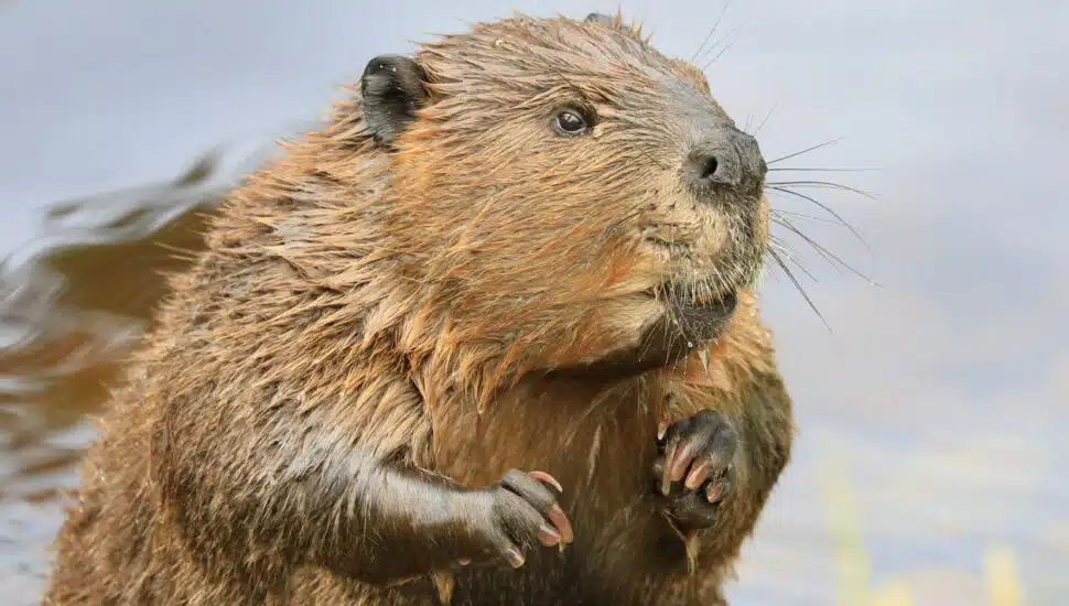 A North American beaver near the water.