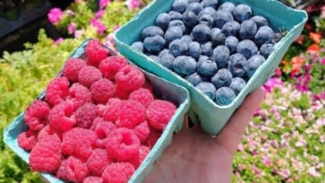 Fresh-from-the-local- farm raspberries and blueberries await you at the Swarthmore Co-Op.