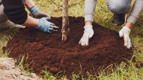 Two people position a new sapling in the ground at a tree planting.