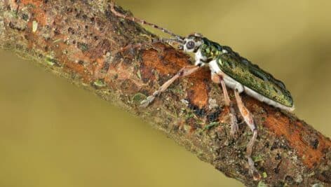 An emerald ash borer beetle.