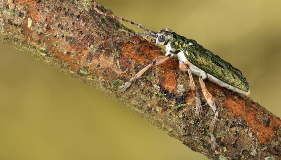 An emerald ash borer beetle.