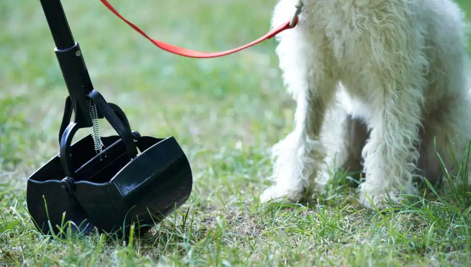 Clearing a dog mess with a pooper scooper as a dog looks on.