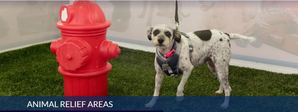 A dog checks out a fire hydrant at a special pet relief area in the Philadelphia International Airport.