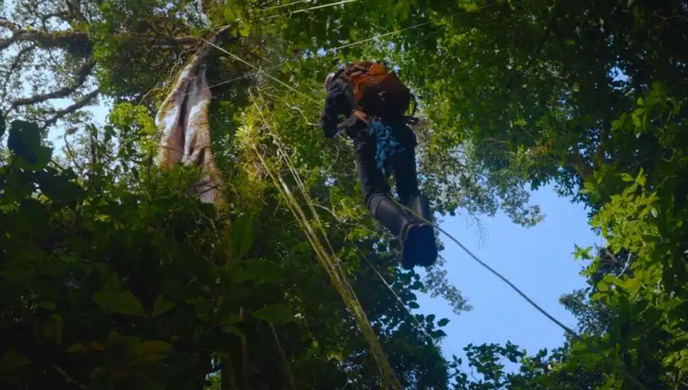A still from 'Between Earth & Sky,' showing Nalini Nadkami climbing a tree.