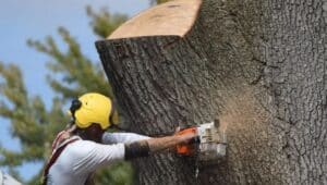 Tree crews cut into a giant Penn Charter-era tree in Collingdale.