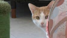 A cat available for adoption peeks its head out at the Cat Nook Cafe in Norwood.