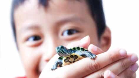 A little boy holds a pet turtle in his hands.