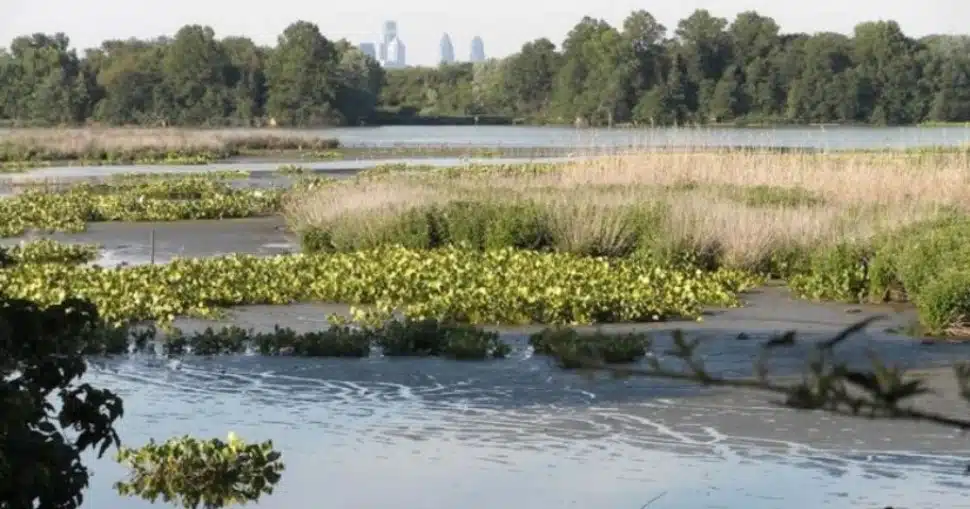 Philadelphia's skyline is visible above the Eastwick tree line.