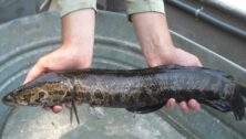 The Northern Snakehead is one of the invasive species invading the Delaware River basin, preying on aquatic life.