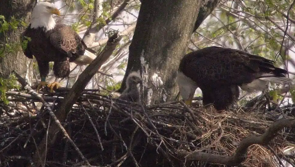 Taking in the Reward of Winter Delaware County Birdwatching