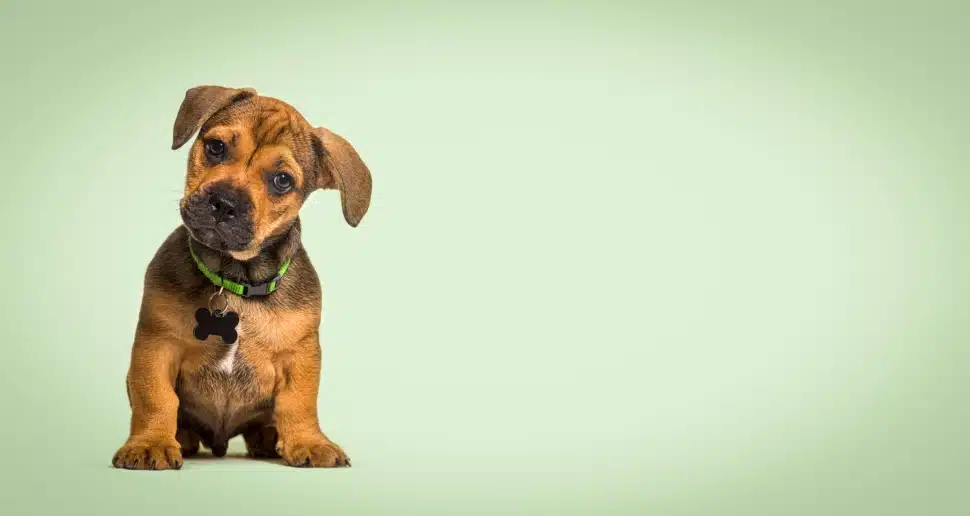 A puppy sitting alone. With current trends in America, he could be named 'Kelce.'