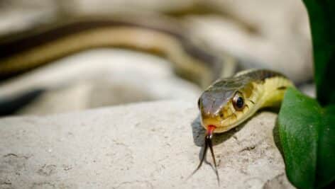 A Garter snake slithers over a rock.