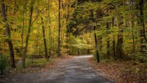 A path runs through autumn woods.