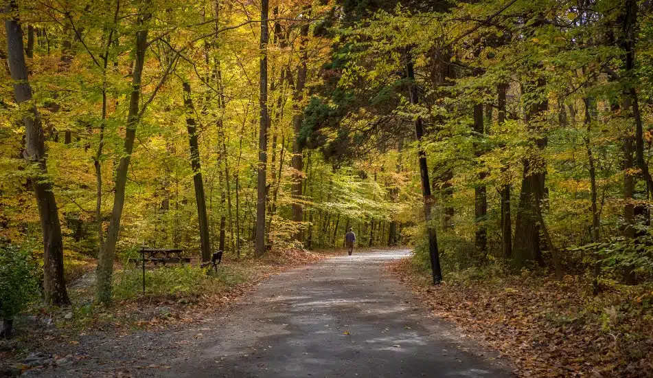A path runs through autumn woods.