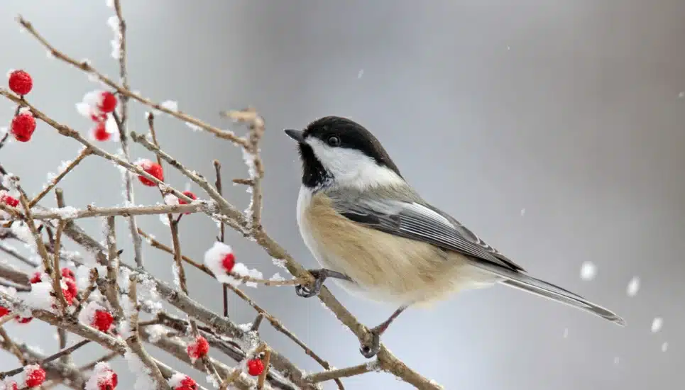 A bird perches on a branch with berries.